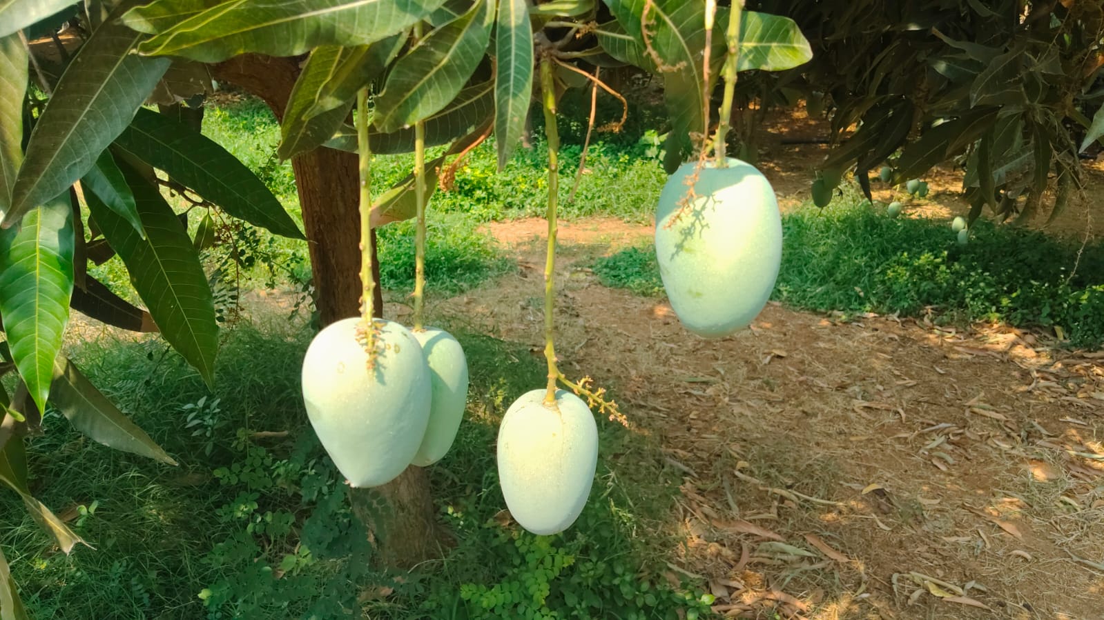 Mangoes hanging on tree