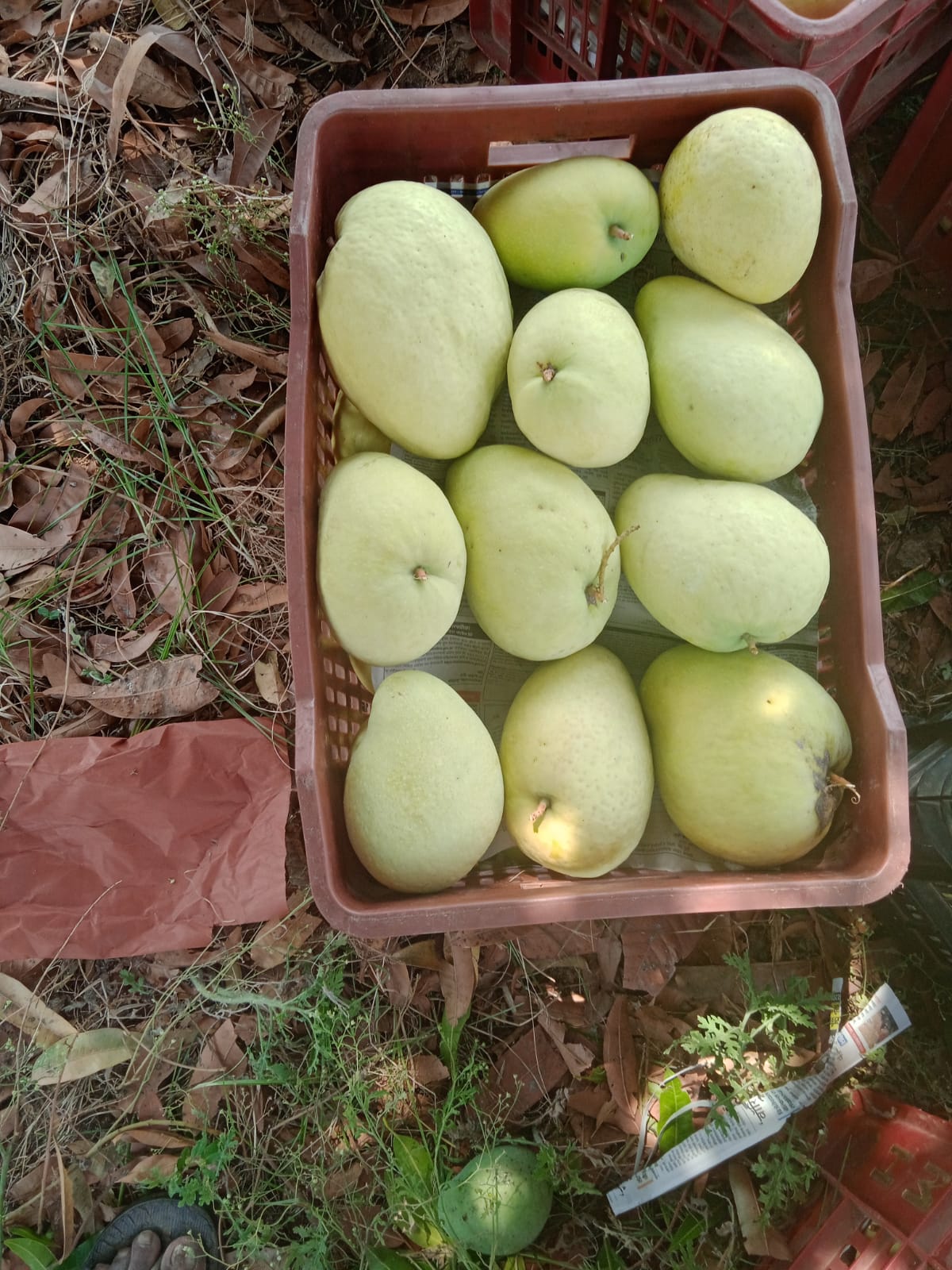 Freshly harvested mangoes in a crate