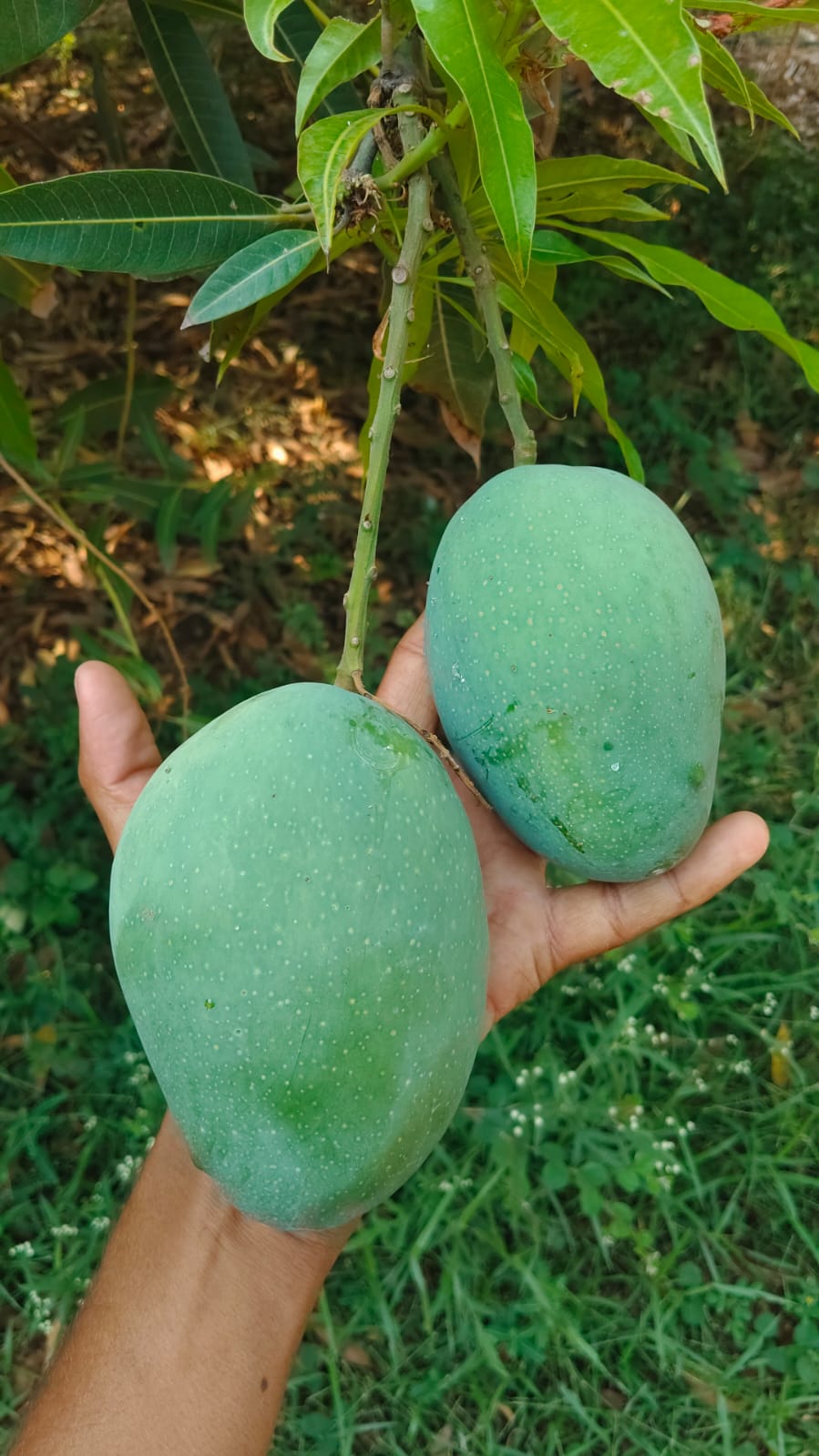 Fresh mangoes straight from the orchard